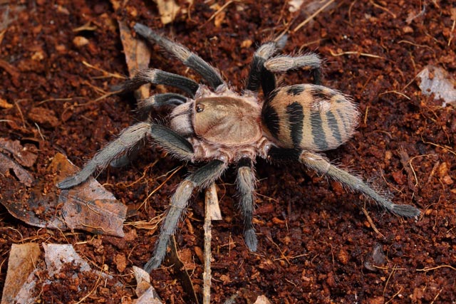 Tarantula Canada