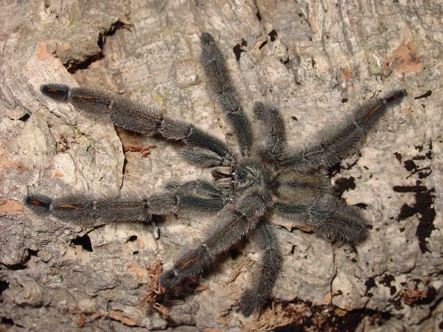 Tarantula Canada