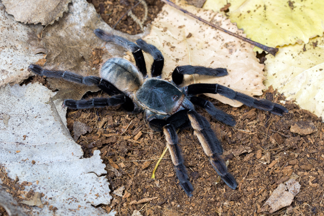 Tarantula Canada